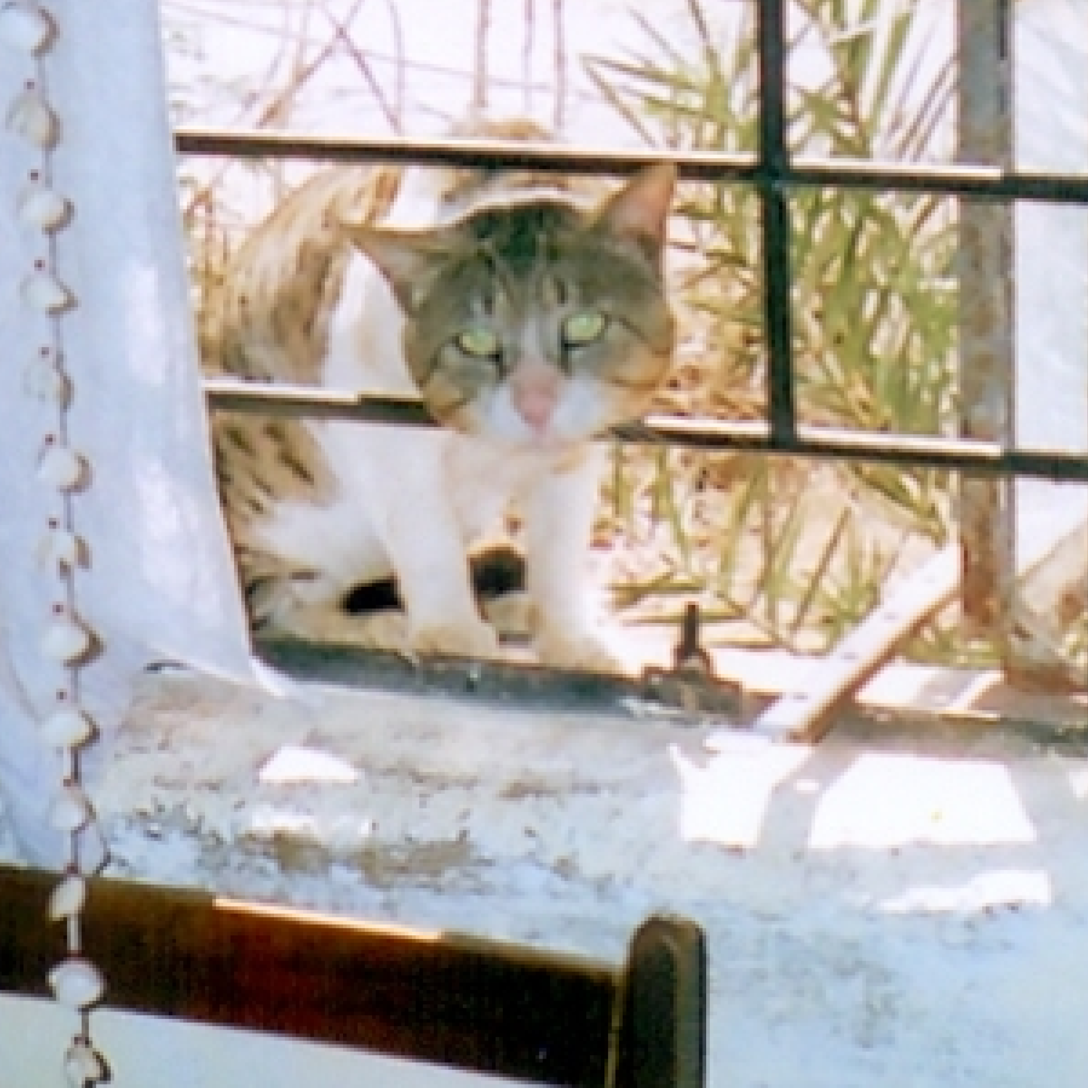 Cat looking out a window with a view of plants outside
