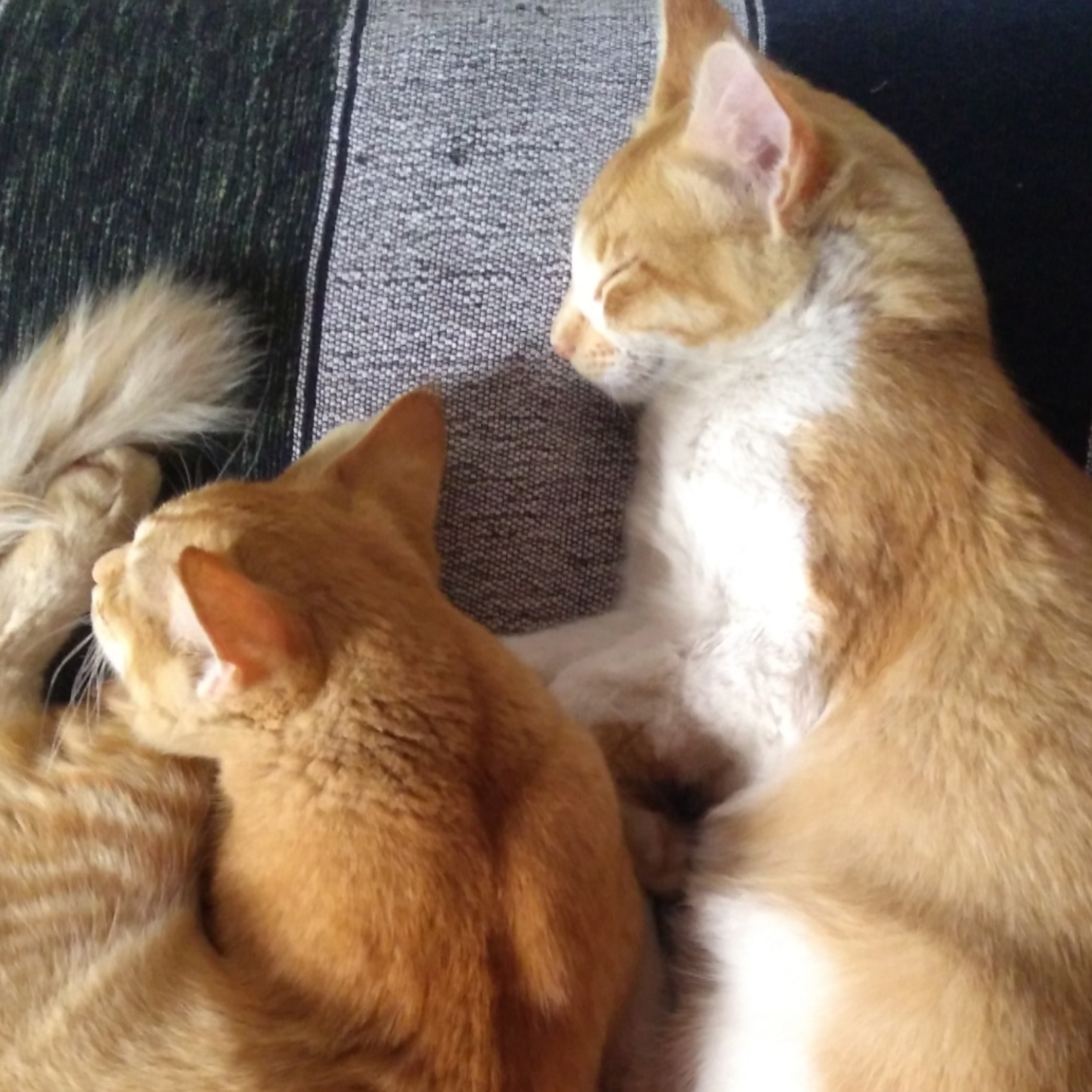 Two orange cats lying on a textured surface