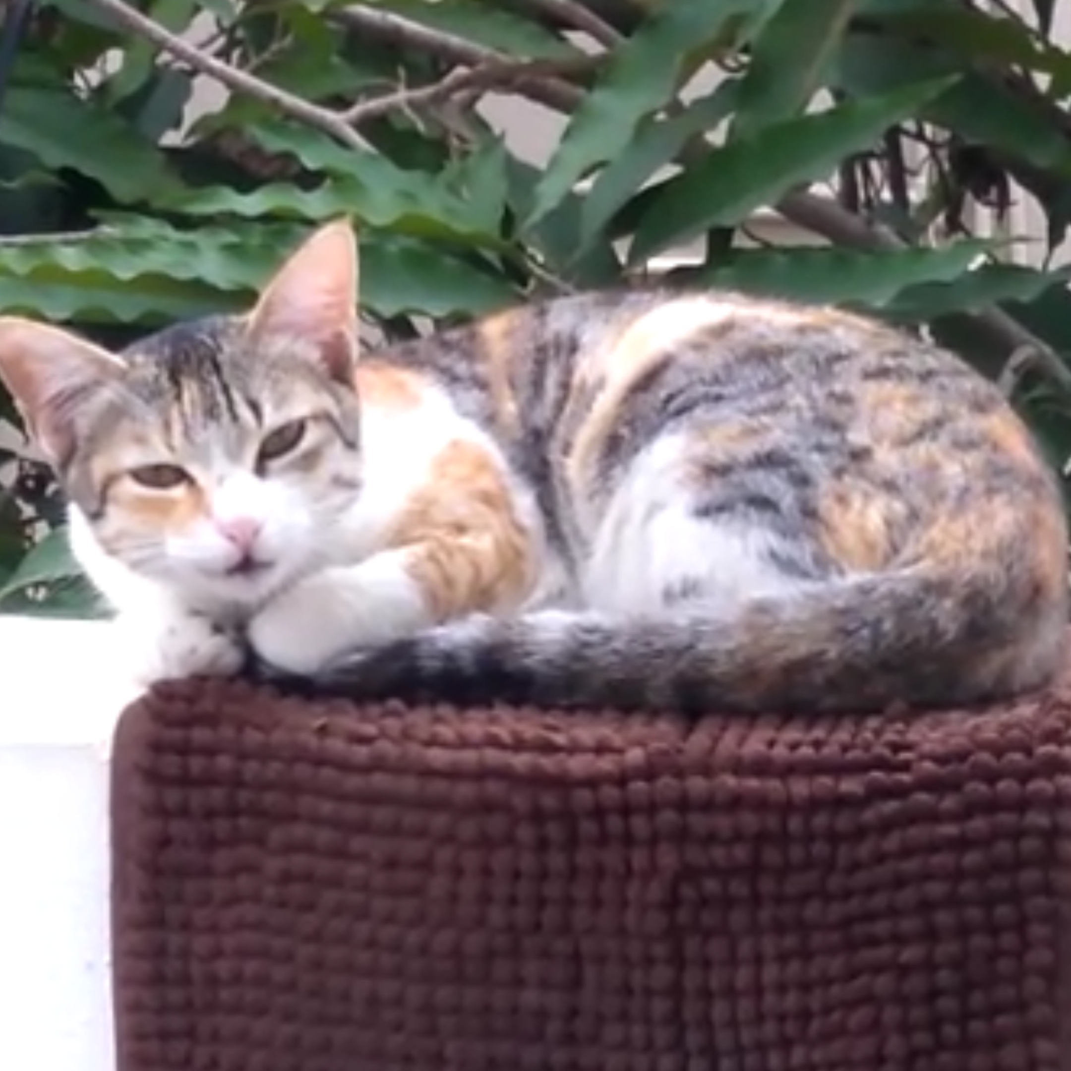 Calico cat lying on a brown surface with green foliage in the background